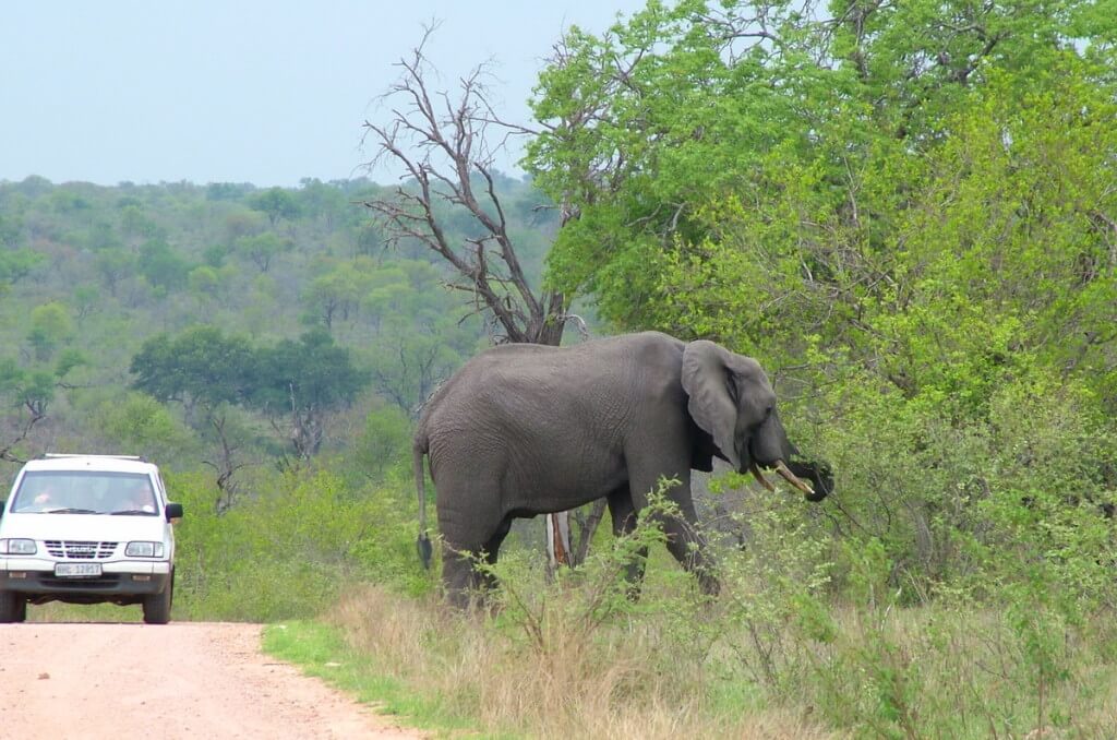 An African Bush Elephant along a dirt road in Kruger National Park, South Africa