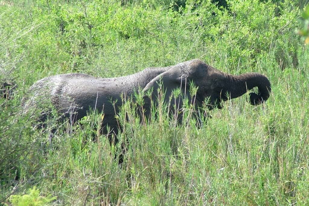 An image of an African Bush Elephant eating grass along a river in Kruger National Park, South Africa. Photography by Frame To Frame - Bob and Jean. 