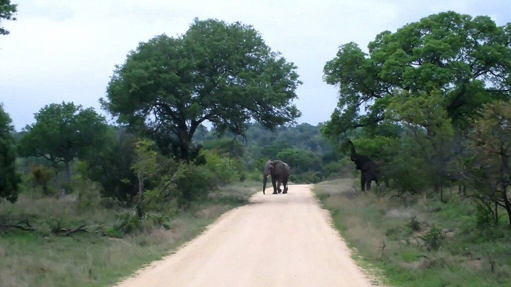 An image of an elephant on a dirt road in Kruger National Park, South Africa. Photography by Frame To Frame - Bob and Jean.