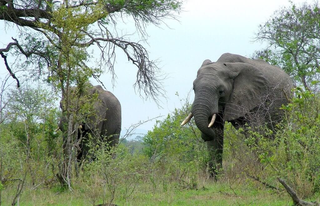 An image of two African Bush Elephants in Kruger National Park, South Africa. Photography by Frame To Frame - Bob and Jean. 