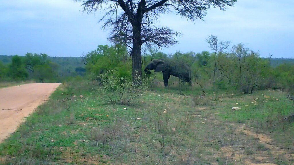 An African Bush Elephant in Kruger National Park, South Africa