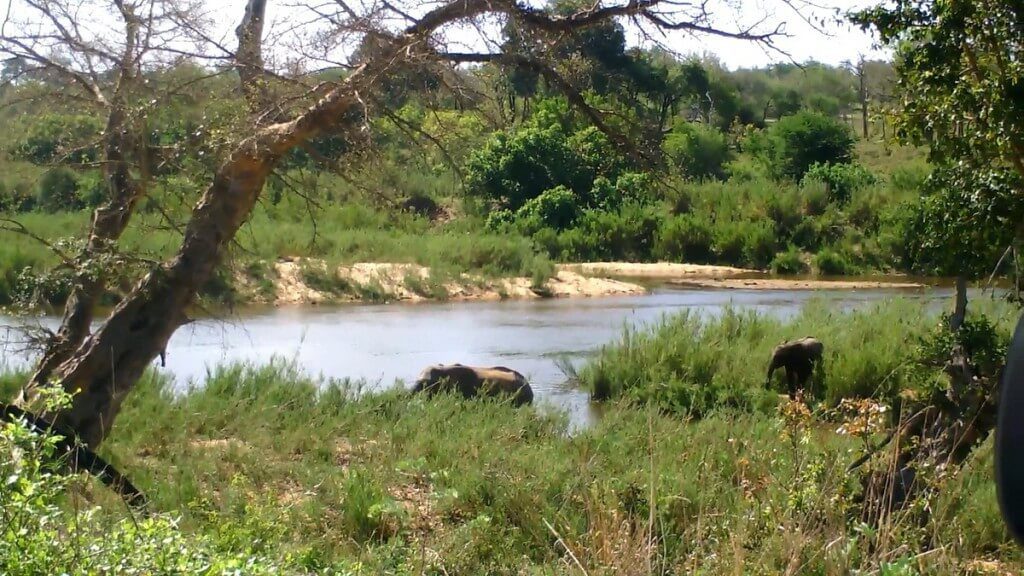African Bush Elephants along a river in Kruger National Park, South Africa
