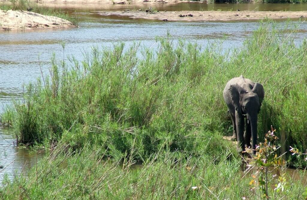 An image of an African Bush Elephant calf along a river in Kruger National Park, South Africa. Photography by Frame To Frame - Bob and Jean. 