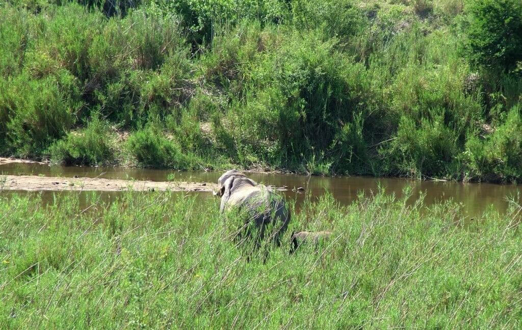elephants along river, kruger national park, south africa