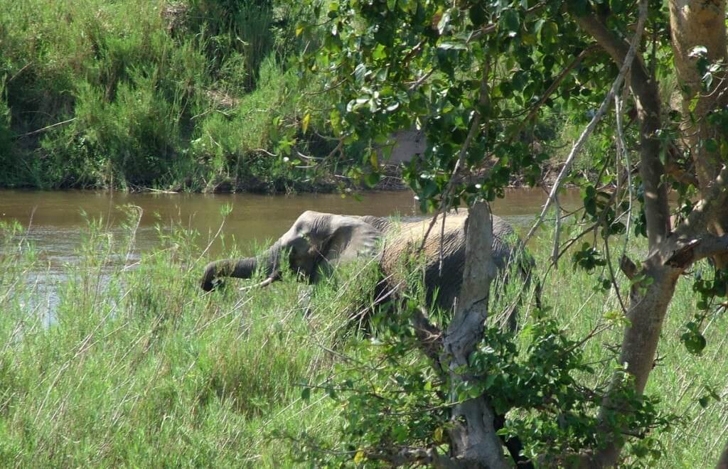 African Bush Elephant eating grass along a river in Kruger National Park