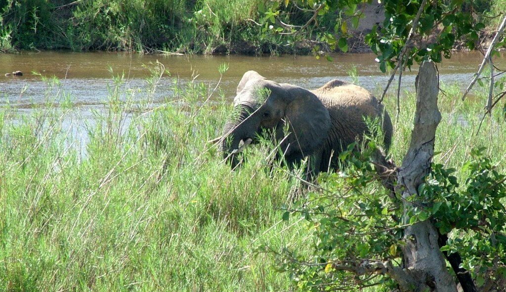 African Bush Elephant eating along a river in Kruger National Park, South Africa
