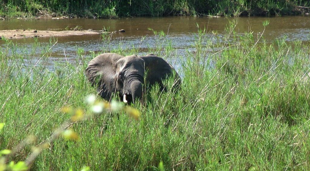 African Bush Elephant along a river in Kruger National Park, South Africa