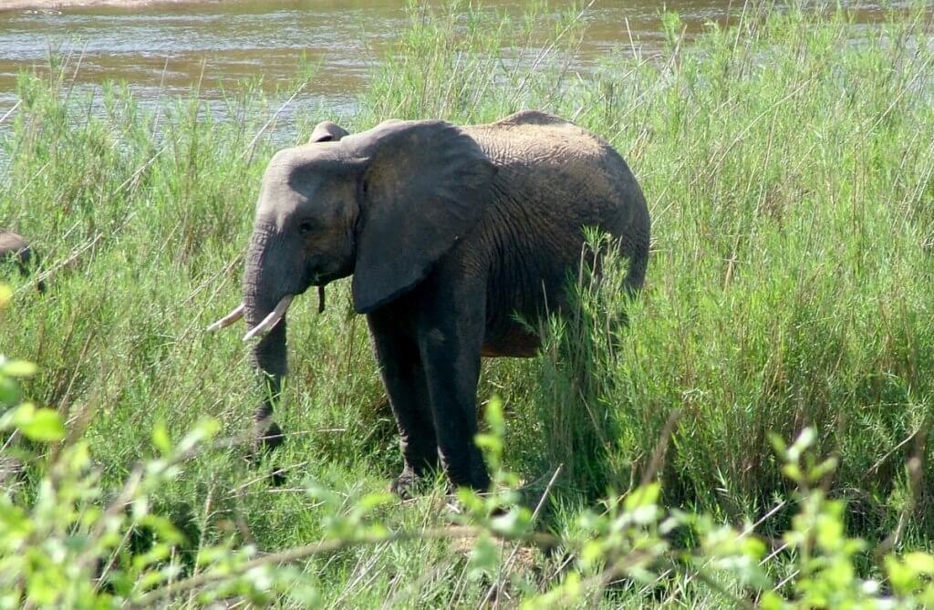 An image of a baby African Bush Elephant along a river in Kruger National Park, South Africa. Photography by Frame To Frame - Bob and Jean. 