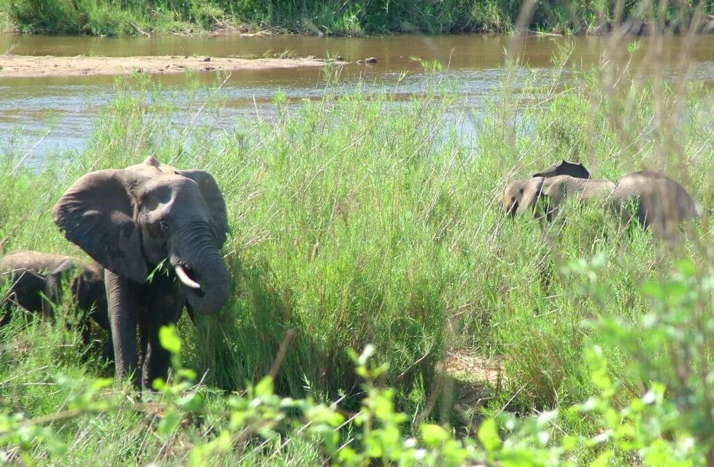 An image of African Bush Elephants eating plants along a river in Kruger National Park, South Africa. Photography by Frame To Frame - Bob and Jean. 