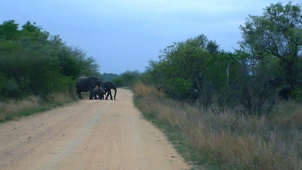 African Bush Elephants crossing dirt road in Kruger National Park, South Africa