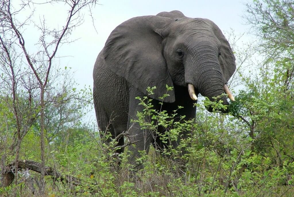 An image of an African Bush Elephant eating leaves off a bush in Kruger National Park, South Africa. Photography by Frame To Frame - Bob and Jean. 