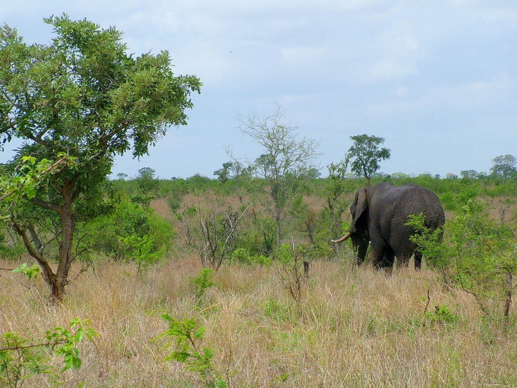 African Bush Elephant in Kruger National Park, South Africa