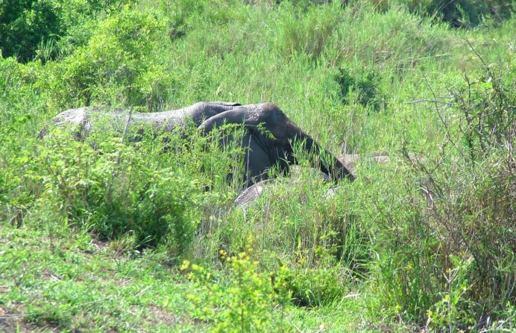 An African Bush Elephant along a river in Kruger National Park, South Africa