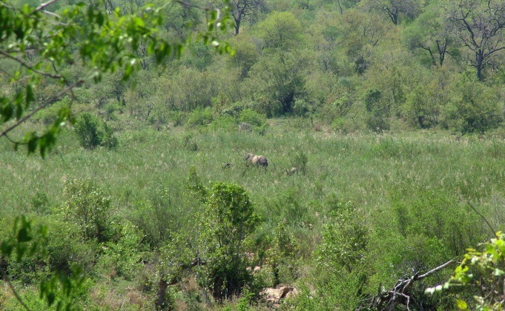 elephants, kruger national park, south africa, pic 6