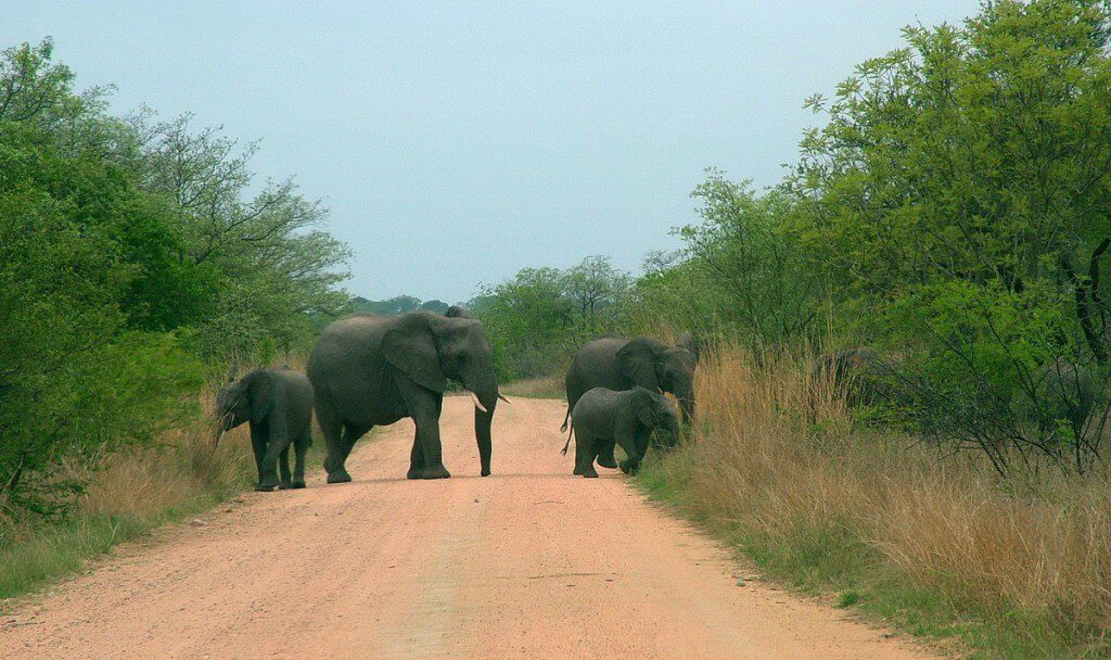 An image of African Bush Elephants crossing a dirt road in Kruger National Park, South Africa. Photography by Frame To Frame - Bob and Jean. 