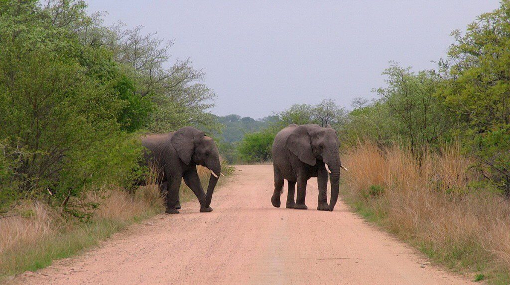 African Bush Elephants crossing dirt road in Kruger National Park, South Africa