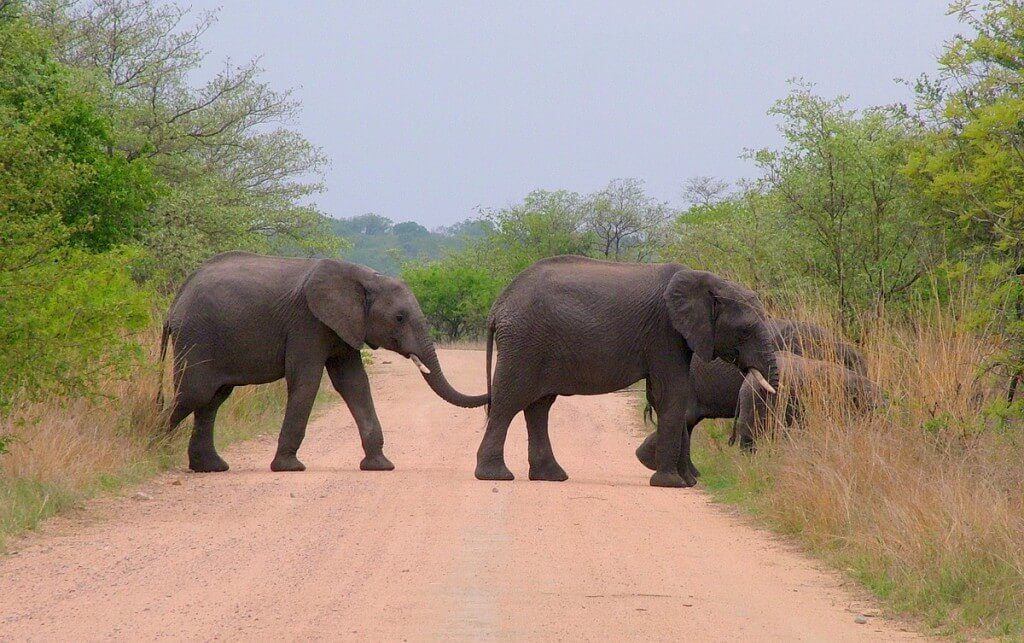 An image of African Bush Elephants crossing dirt road in Kruger National Park, South Africa. Photography by Frame To Frame - Bob and Jean. 