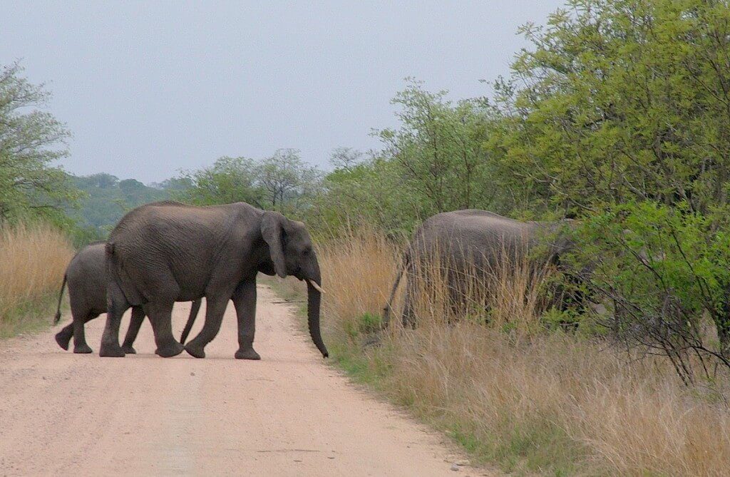 An image of African Bush Elephants crossing a dirt road in Kruger National Park, South Africa. Photography by Frame To Frame - Bob and Jean.