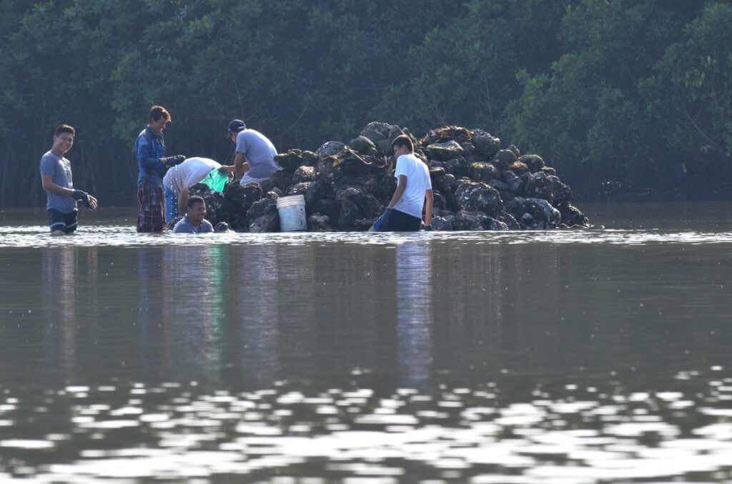 Photo of men harvesting native mangrove oysters at the El Conchal Estuary near San Blas, Mexico
