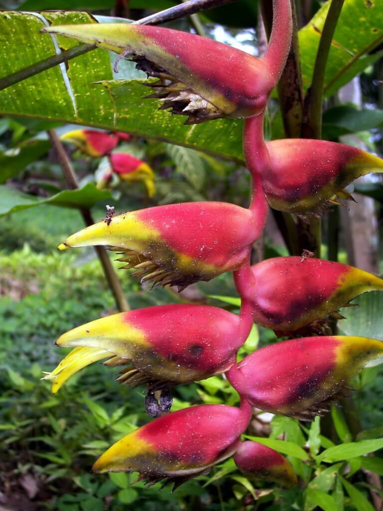 Heliconia flower at Sandoval Lake Lodge, Lake Sandoval, Amazon Delta, Peru