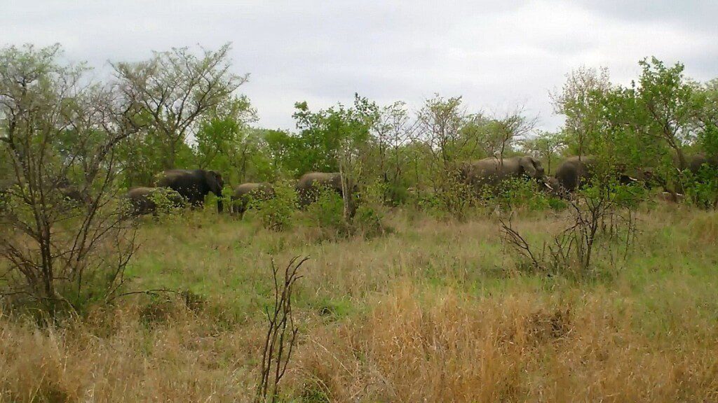 An image of a herd of elephants moving across the savannah in Kruger National Park, in South Africa. Photography by Frame To Frame - Bob and Jean. 