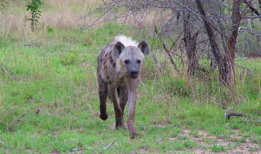hyena on armed safari, kruger national park, south africa