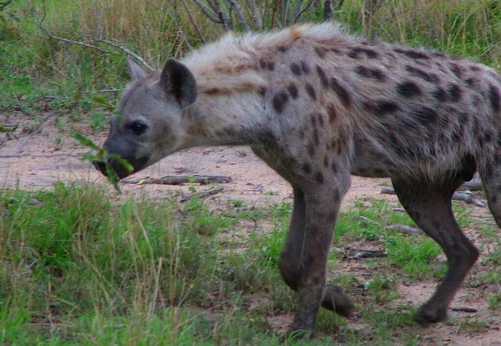 hyena on armed safari, kruger national park, south africa