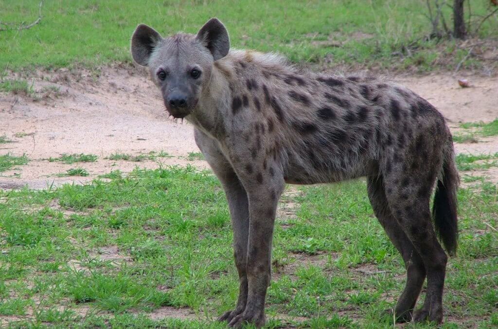hyena on armed safari, kruger national park, south africa