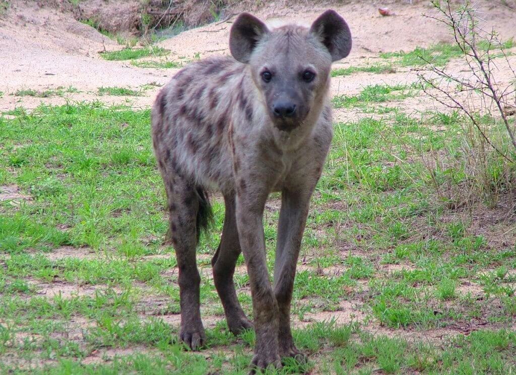 hyena on armed safari, kruger national park, south africa