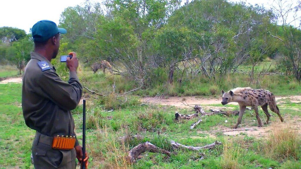 hyenas on armed safari, kruger national park, south africa, pic 2