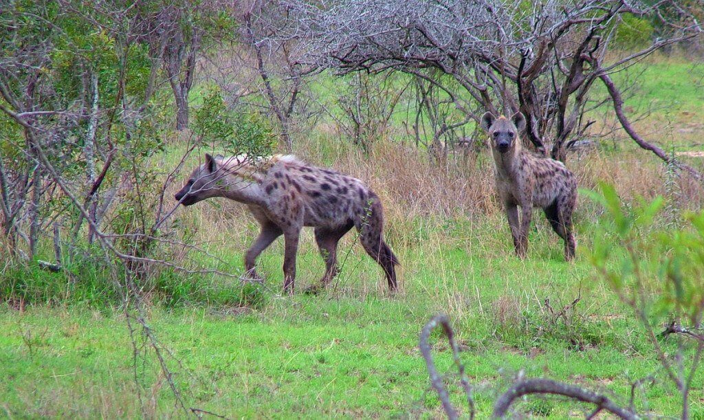 hyenas on armed safari, kruger national park, south africa