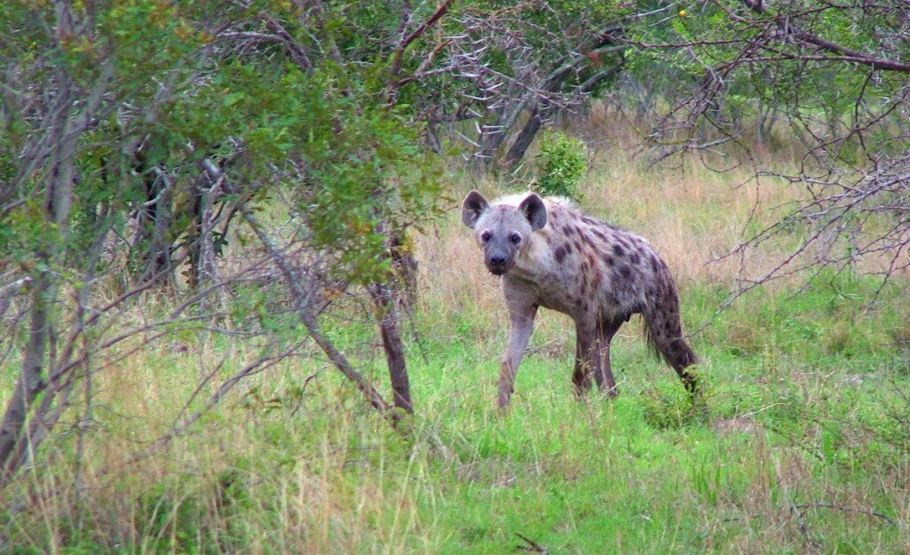hyenas on armed safari, kruger national park, south africa