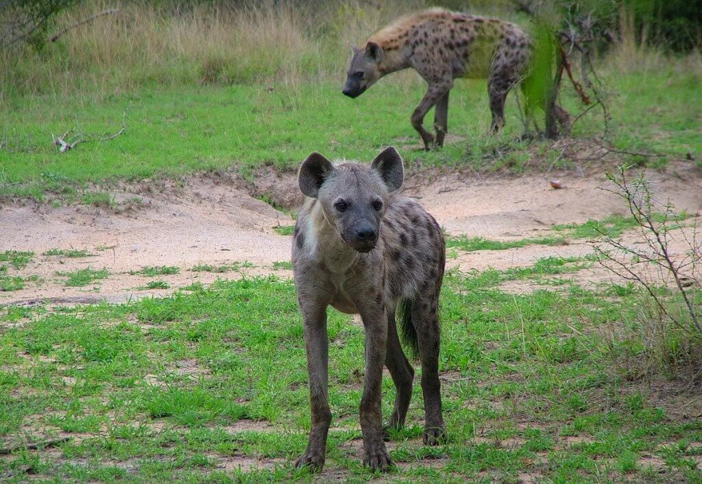 hyenas on armed safari, kruger national park, south africa