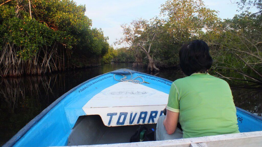 Photo of Jean searching for birds in the mangrove swamp near San Blas, Mexico
