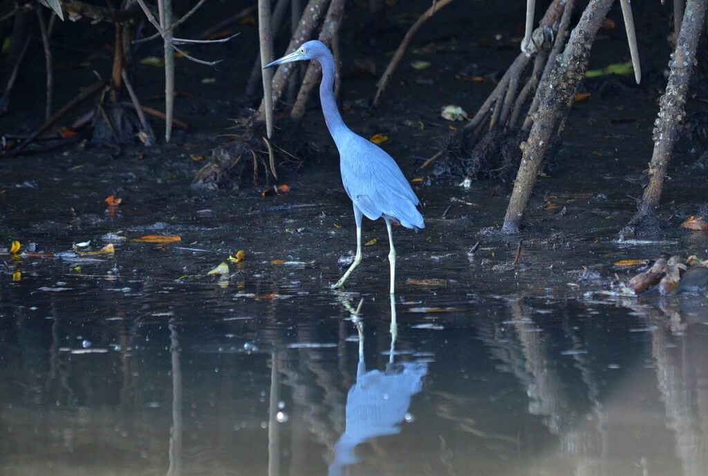 Photo of a Little blue heron along the shore of the San Cristobal River near San Blas, Mexico