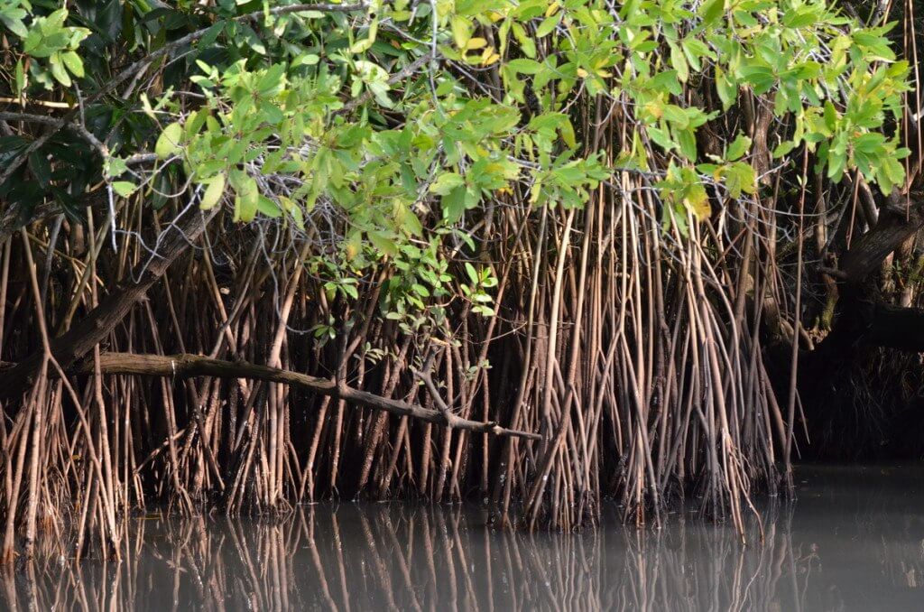 Photo of the vegetation in the mangrove swamp near San Blas, Mexico