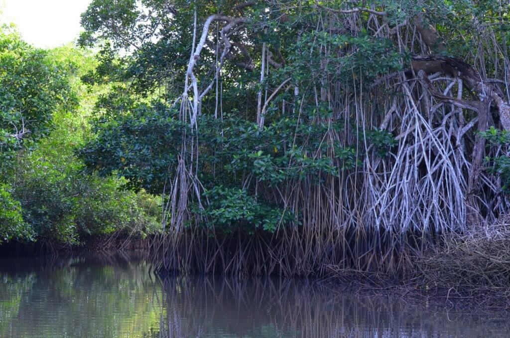 Photo of the vegetation along the canal in the mangrove swamp near San Blas, Mexico