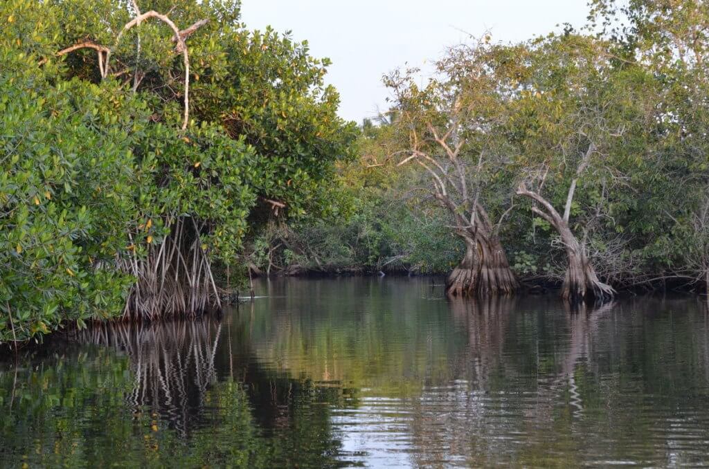 Photo of a channel through the mangrove swamp near San Blas, Mexico