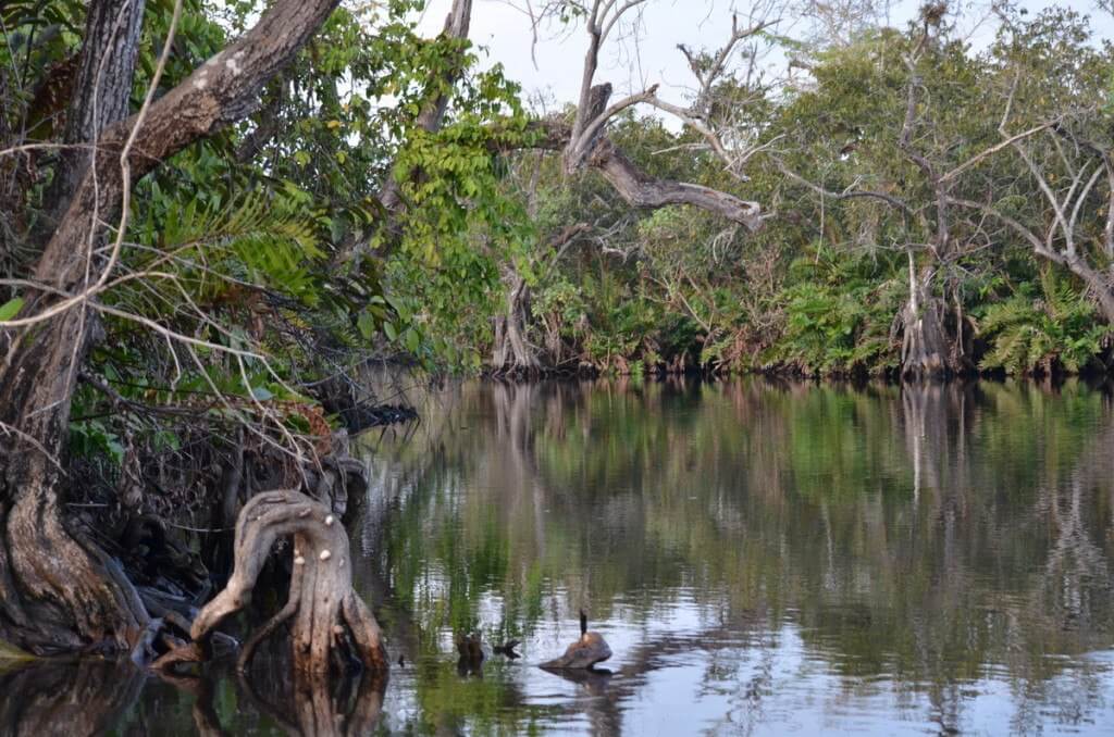  Photo of trees and stumps in the mangrove swamp near San Blas, Mexico