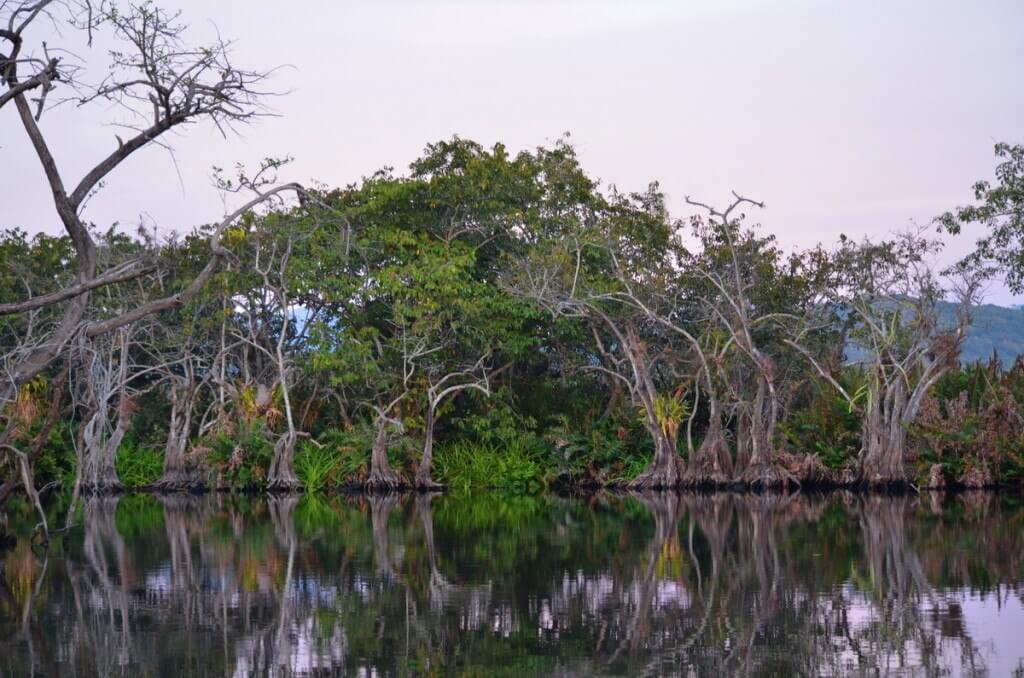  Photo of trees in the mangrove swamp near San Blas, Mexico