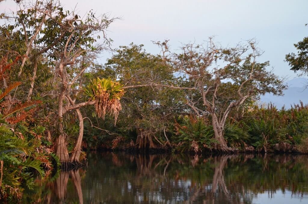 Photo of trees in the mangrove swamp near San Blas, Mexico