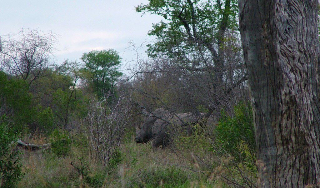 rhino on armed safari, kruger national park, south africa, pic 2