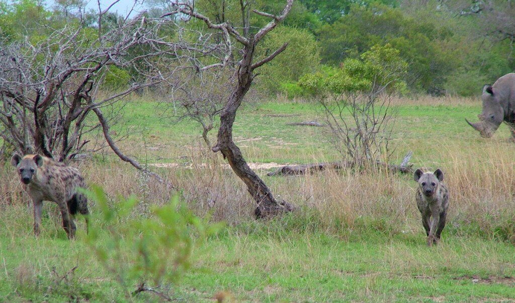 rhinos and hyenas on armed safari, kruger national park, south africa