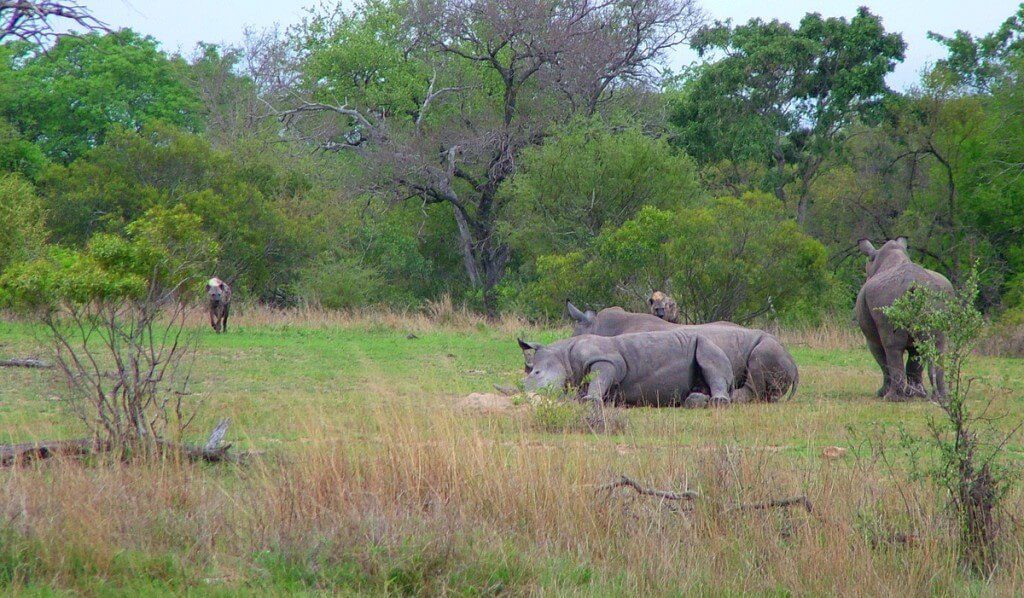 rhinos and hyenas on armed safari, kruger national park, south africa, pic 2