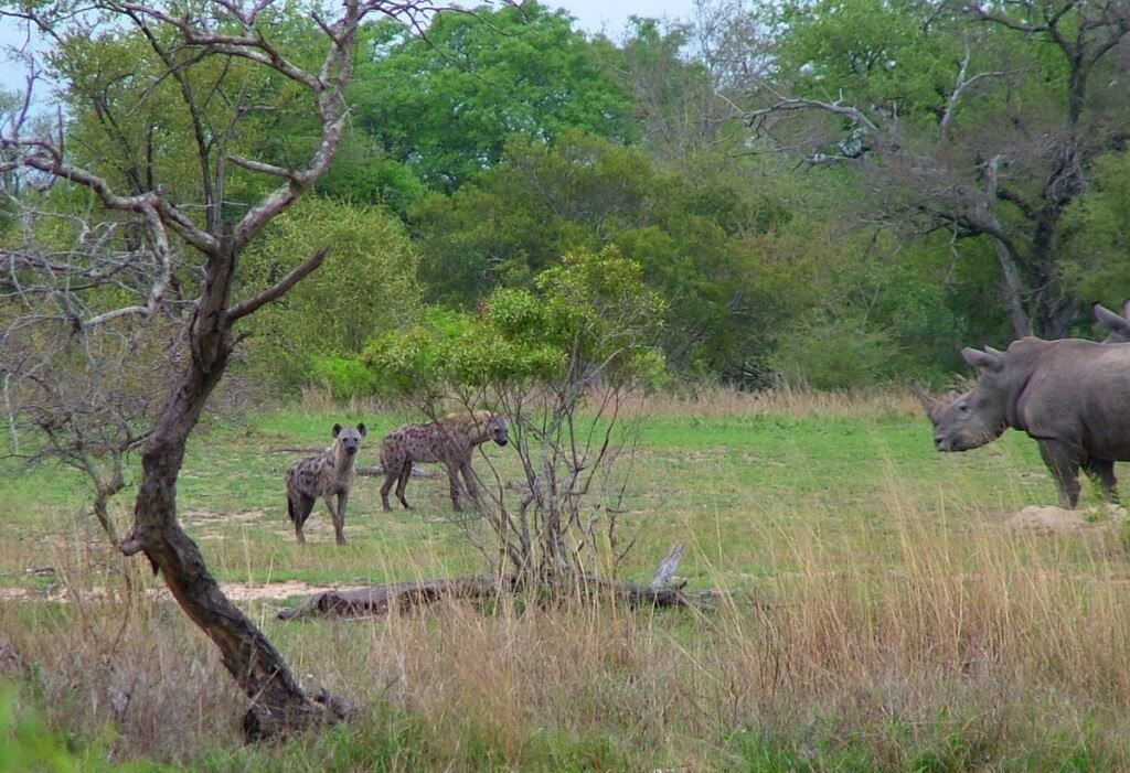 rhinos and hyenas on armed safari, kruger national park, south africa