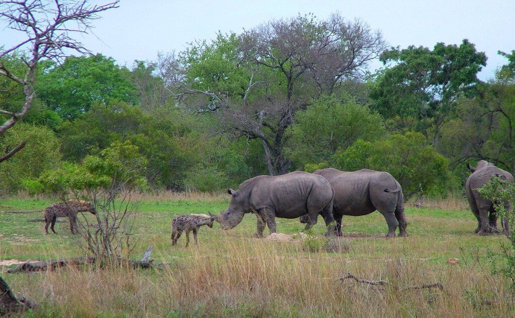 rhinos and hyenas on armed safari, kruger national park, south africa