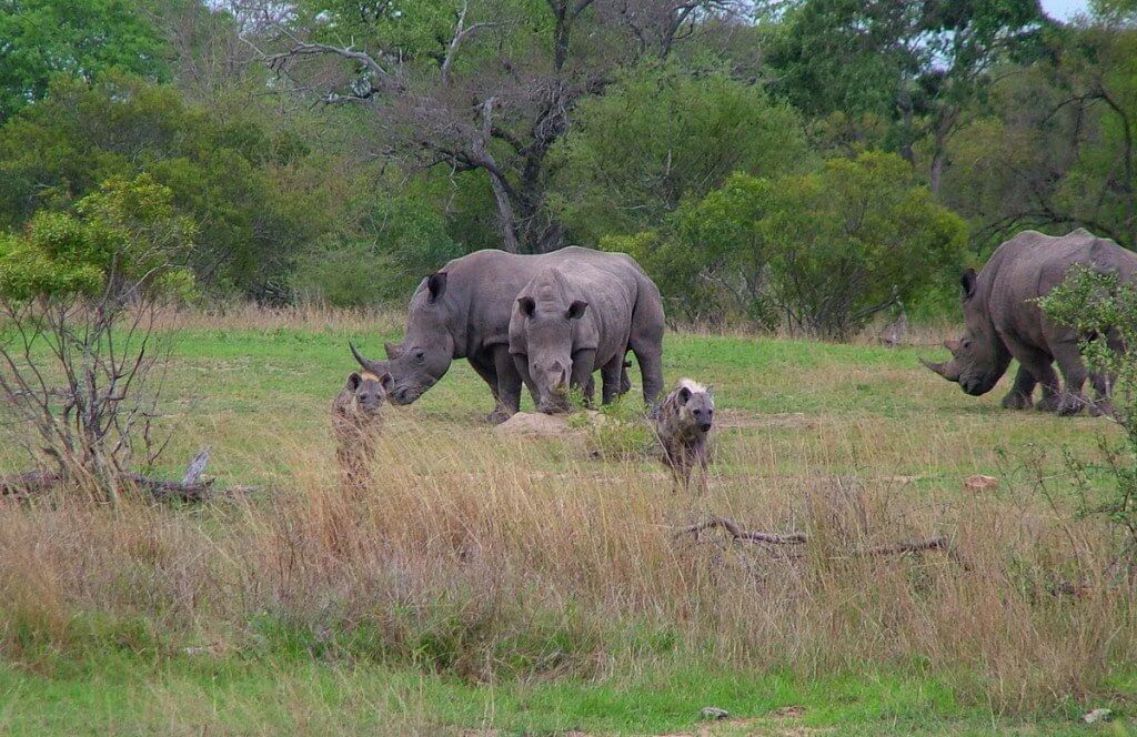 rhinos and hyenas on armed safari, kruger national park, south africa