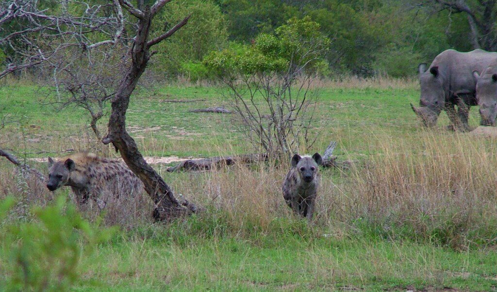 rhinos and hyenas on armed safari, kruger national park, south africa