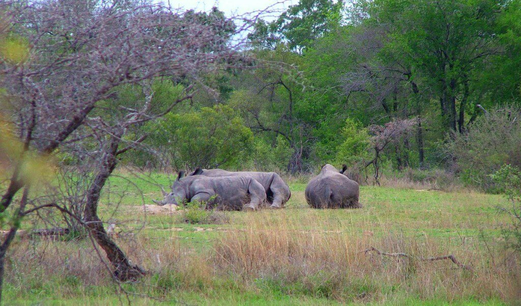 rhinos on armed safari, kruger national park, south africa, pic 4
