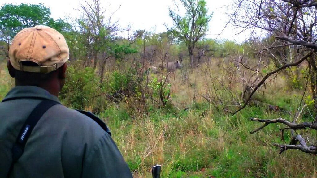 rhinos on armed safari, kruger national park, south africa, pic 6